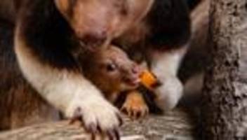 Bedrohte Beuteltiere: Seltenes Baumkänguru-Baby begeistert in englischem Zoo