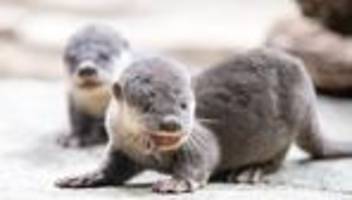 Inventur im Zoo: Zoo Dresden mit mehr Gästen und pelzigen Zugängen