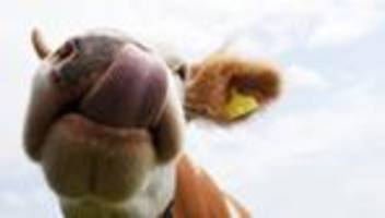 Kuh-Schaden: Demolierte Autos am Spitzingsee - waren es Kühe?