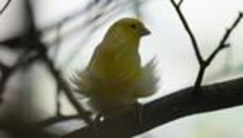 Tierischer Einsatz: Karabinerhaken im Schnabel - Feuerwehr befreit Kanarienvogel