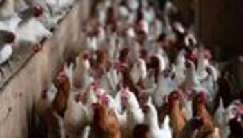 Verlängerung der Maßnahme: Vogelgrippe: Stallpflicht für Geflügel am Rhein bleibt