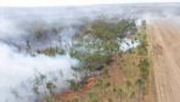 Wälder: Waldoffensive: Mehr Bäume für Klima und Artenschutz