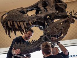 paläontologie: wurde tyrannosaurus rex deutlich älter als gedacht?