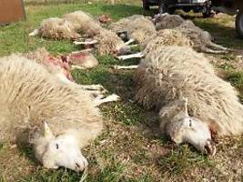 Bauern froh, Naturschützer nicht: Wolfsjagd soll Blutrausch-Albtraum der Bauern beenden