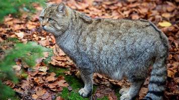 Erstmals Wildkatze in Brandenburg nachgewiesen – Forscher nutzten einen Trick