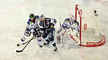 importprofis bei den eisbären: und du musst zuschauen!