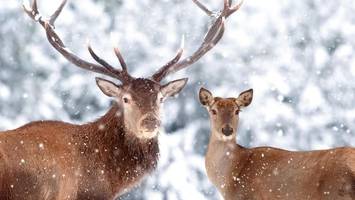 könig des waldes – wider willen