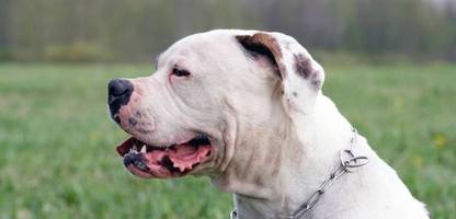 Minnesota: Dreijähriger von Hund seiner Großmutter attackiert