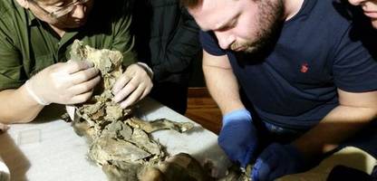 wollnashörner starben wohl durch klimawandel aus - dna-analyse aus reste im wolfsmagen