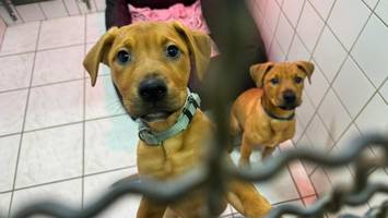 Deal geplatzt: Tierheim in Not sucht dringend neuen Standort