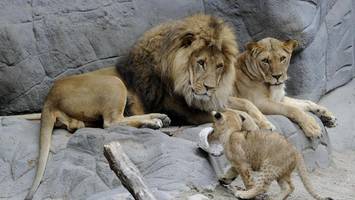 hagenbeck erstmals ohne löwen – so könnte das gehege umgebaut werden