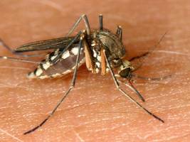 Insekten: Die einseitige Liebe der Mücke zum Menschen