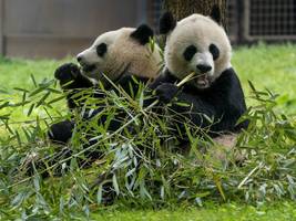 Tierpark Hellabrunn: München soll zwei Pandas bekommen