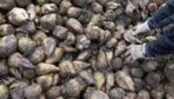 Agrar: Aufwärtstrend bei Zuckerrüben-Anbau unterbrochen