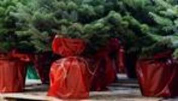 Brauchtum: Pflanzung im Rheingau: Weihnachtsbäume dürfen weiter wachsen