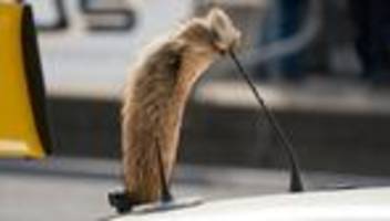 Sportwagen-Klassiker: Opel legt Comeback des Manta auf Eis