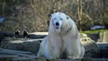 Statistik: Tierische Inventur im Zoo Hannover: 1.779 Tiere sind's