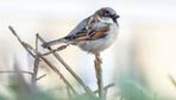 Stunde der Wintervögel: Nabu: Deutlich weniger Spatzen in Berlin