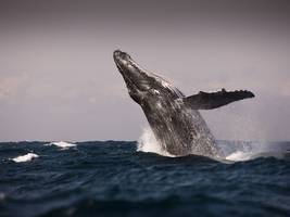 südafrika: wandern auf dem pfad der wale