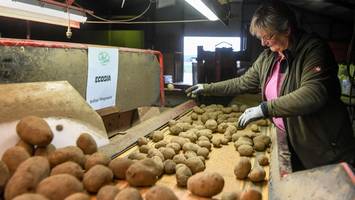 fragen und antworten: was sie zur kartoffel-aktion der morgenpost wissen müssen