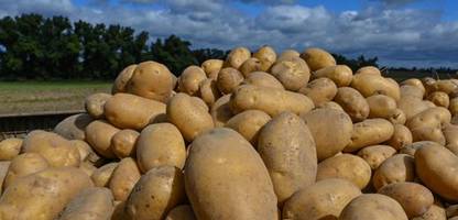 Berlin: Aktion »4000 Tonnen« - warum eine riesige Menge Kartoffeln verschenkt wird