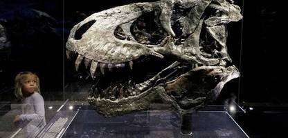 Dinosaurier: Tyrannosaurus rex erreichte seine volle Größe erst mit 35 Jahren