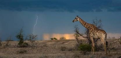 südafrika: kruger-nationalpark wegen unwetter für tagesgäste geschlossen