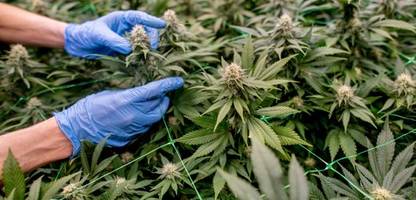 Schluss mit Klick-Rezepten für Cannabis? Die Ministerin stößt auf Widerstand