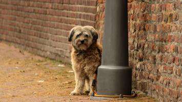 Gefahr von Straßenlaternen: Hunde erhalten Stromschläge