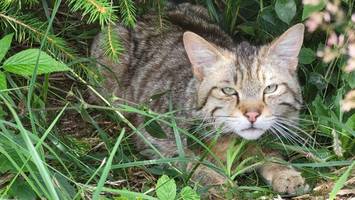 sensation: europäische wildkatze ist zurück im norden
