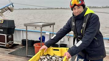 endlich wieder stint! wo es den fisch jetzt frisch vom elbkutter gibt