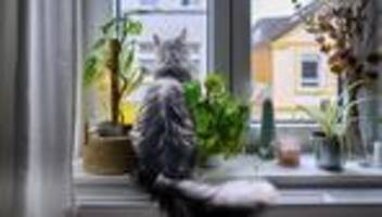 Gasversorgung: Europäischer Gaspreis steigt um 20 Prozent innerhalb einer Woche