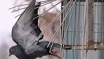 Pflegen oder alleinlassen: Tauben in der Stadt: Zwischen Verbot und Ehrenamt