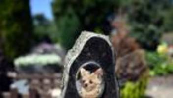 Trauer: Viele trauern um Tiere ähnlich stark wie um Menschen