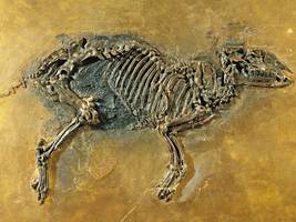 Paläontologie: War das Urpferd gar kein Pferd?