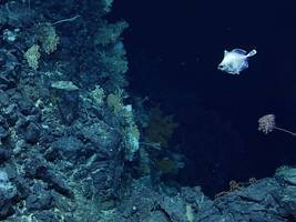 naturschutz: meilenstein fürs meer