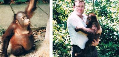 borneo: mein freund, der orang-utan