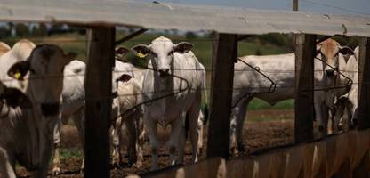 Mercosur-Abkommen: Warum Landwirte protestieren und wie Verbraucher profitieren