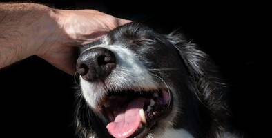 Tote Haustiere: Viele trauern ähnlich stark wie um Menschen