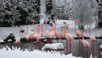 Hagenbeck senkt die Eintrittspreise drastisch – aber nur für kurze Zeit