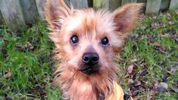Nach Tod des Halters: Verschmuste Hündin Püppi sucht neues Zuhause