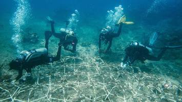 tauchen für den meeresschutz: hier können bali-urlauber korallen retten