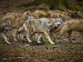 Jugendbuch: Wie hältst du's mit dem Wolf?