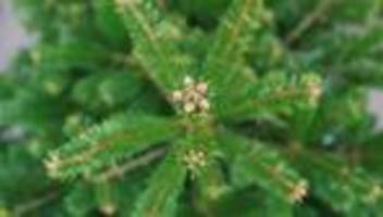 Abfall: Wohin mit meinem Weihnachtsbaum – und was wird daraus?