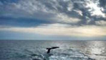 Schutz für die Hohe See: Meeresschutzabkommen tritt in Kraft – Historischer Tag