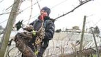 Wein-Marketing: Deutschen Wein trinken - Rheinland-Pfalz fördert Kampagne