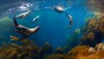 Hochsee unter Schutz: Wer das Meer liebt, kann wieder hoffen