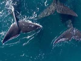 Ein historischer Tag: UN-Hochseeschutzabkommen tritt in Kraft - was bedeutet das?