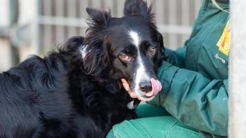 Flohmarkt im Tierheim: Was es alles an den Ständen zu sehen und zu kaufen gibt