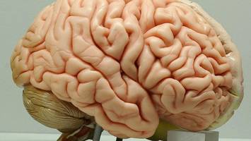 Mikroplastik im Körper? Kritik an gängigen Studien – „ein Witz“